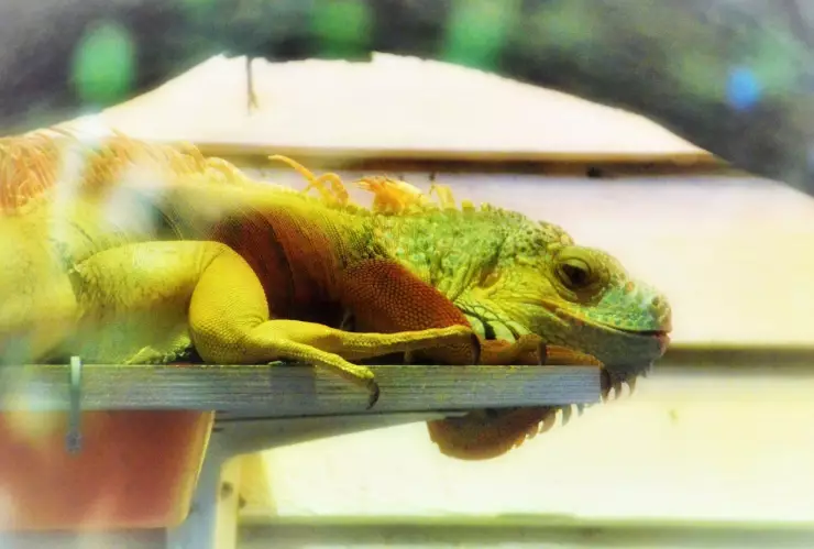 Clima hoy Jalisco Estas serán las temperaturas en el Área Metropolitana de Guadalajara el 24 de marzo de 2025