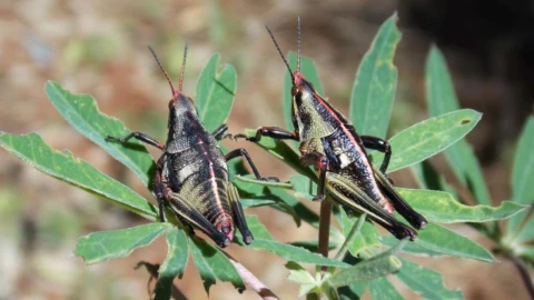 Frijoles son dañados por chapulines.