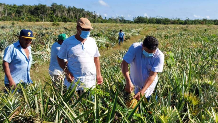 Cosecha de piña en Quintana Roo dejará derrama de más de 300 mdp.jpg