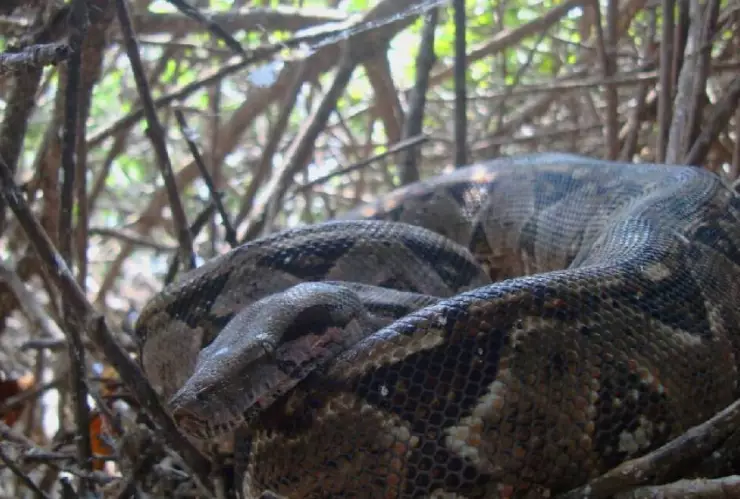Pitón gigante devoró a una mujer y hallaron el cuerpo dentro del animal