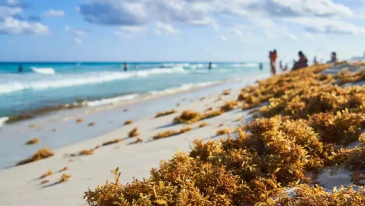 ¿Sigue llegando el sargazo a Quintana Roo? Estas son las playa limpias en Cancún, Playa del Carmen HOY, 16 de octubre