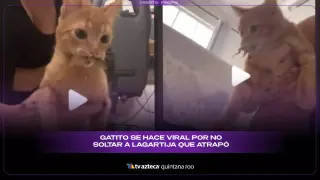 Gato se vuelve viral por no soltar una lagartija que atrapó | VIDEO
