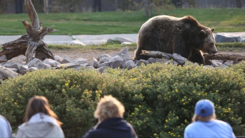 Ataque de oso grizzli en el Parque Nacional de Yellowstone deja a una mujer sin vida.jpg