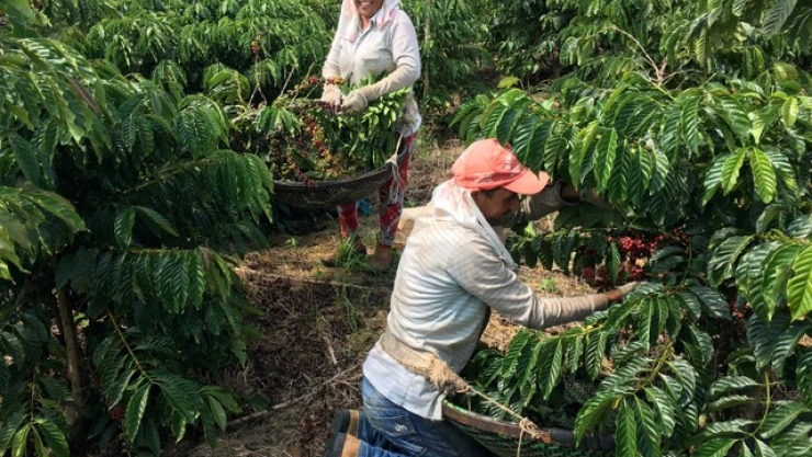 Preven que cosecha mundial de cafe marque record