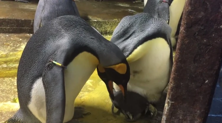 pinguinos