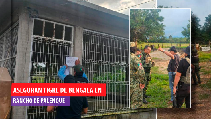 Descubren tigre de bengala en Palenque durante el cateo de un rancho