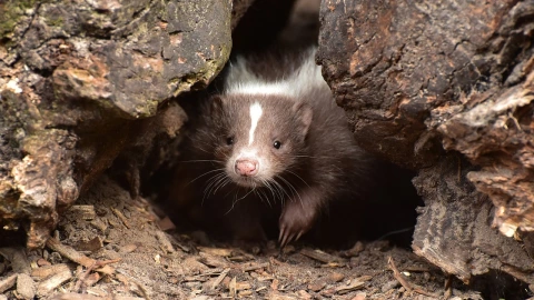 Rabia humana: El contagio de virus se puede dar con animales silvestres, principalmente murciélagos, zorro, coyote y zorrillos, etcétera.