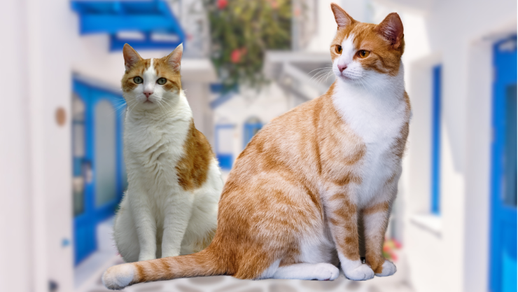 gatos en Siro Grecia