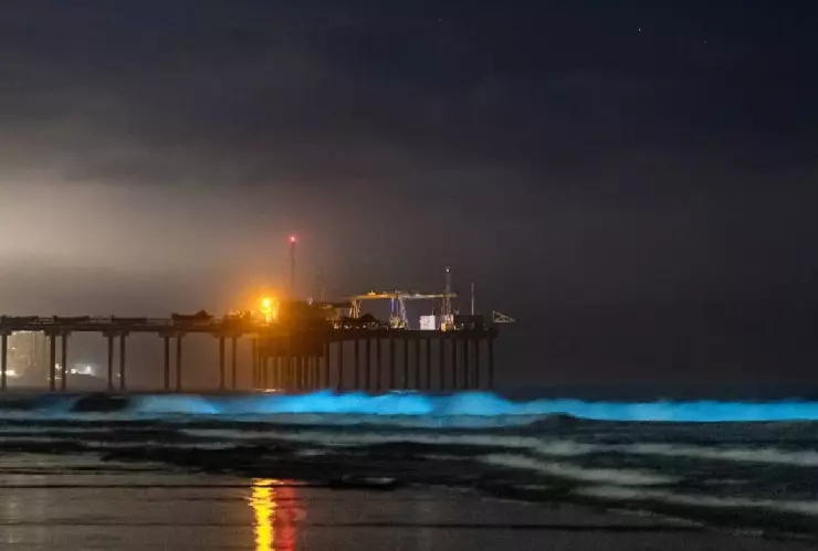 Bioluminiscencia en San Diego.jpg