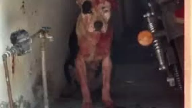 Perro ataca a bebe en Iztapalapa