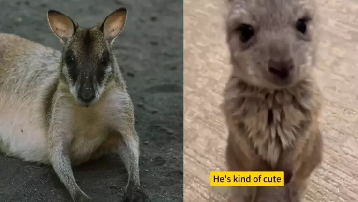 ¡Son unos héroes! Pareja salva a un canguro bebé de morir abandonado