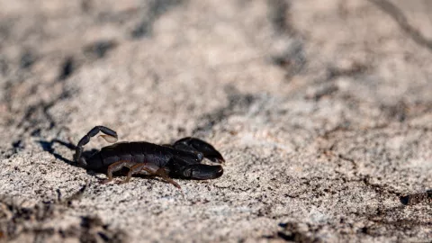 Comprobado: Esta es la zona donde están los alacranes más venenosos
