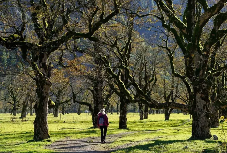 Los tipos de árboles que crecen rápido y dan buena sombra