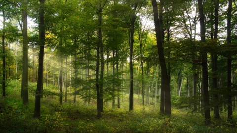 BOSQUES NUEVO LEON.jpg