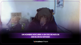 El inesperado huésped: un oso convierte un sótano en su hogar