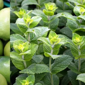 /estilo-de-vida/limon-y-menta-por-que-recomiendan-para-que-sirve