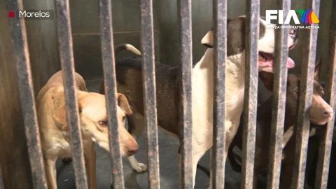 El refugio de Doña Marcia Hass ha dado en adopción a decenas de perros en más de 20 años en Tepoztlán