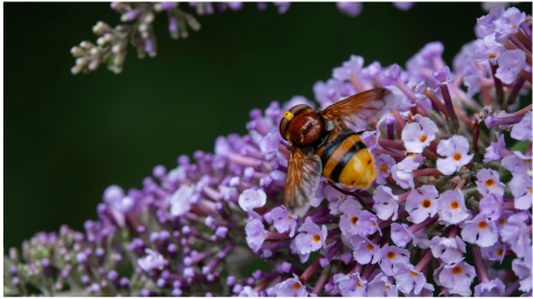 buddleja arbusto de las mariposas