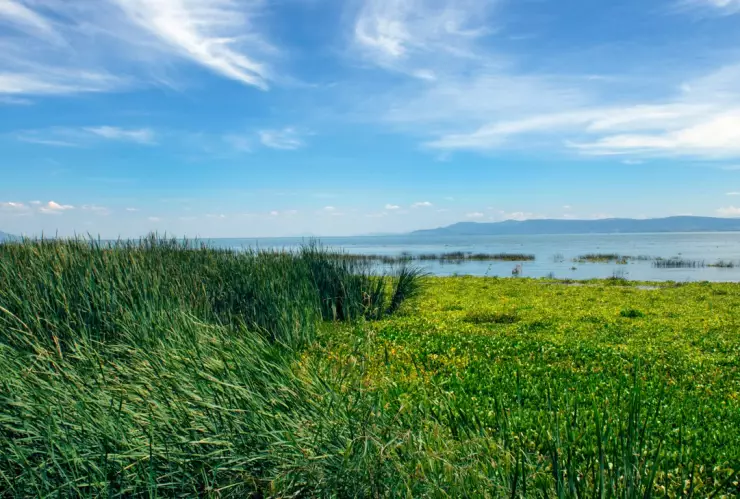 El lago de Chapala comienza a cubrir sus orillas con verde vegetación