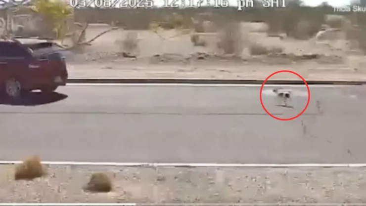 Captan a perrito persiguiendo el auto de su dueño tras ser abandonado en carretera de Arizona