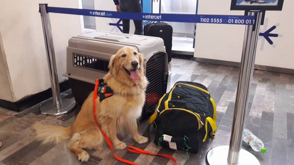 UNAM emite recomendaciones para viajar con tu mascota en Semana Santa
