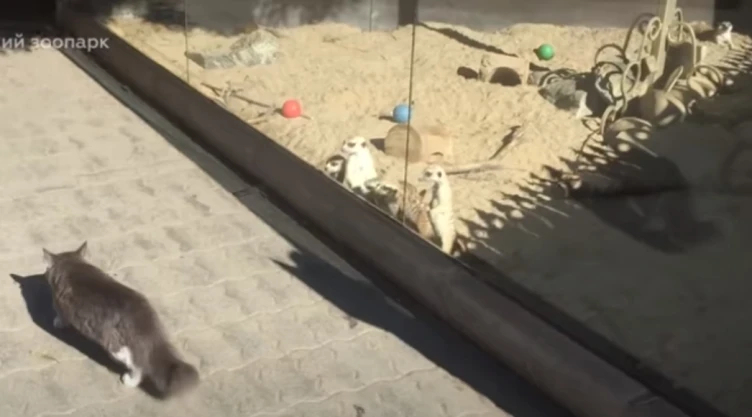 suricatas_gato.jpg
