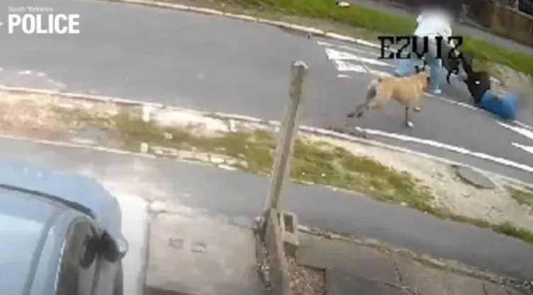 ¡Terror canino! 13 ataques de perros en dos días encienden las alarmas en Reino Unido