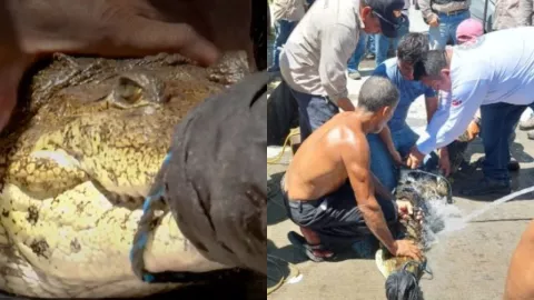 FOTOS | Localizan enorme cocodrilo dentro de un registro de agua en pleno fraccionamiento en Veracruz