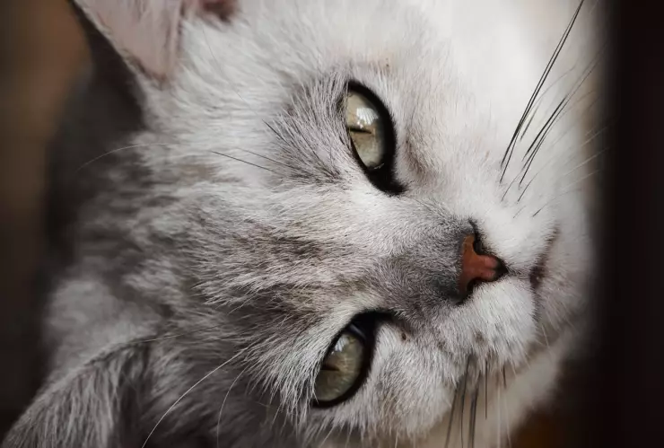 ¿Cuándo y qué poner en la ofrenda para mi mascota? Guía completa para el Día de Muertos