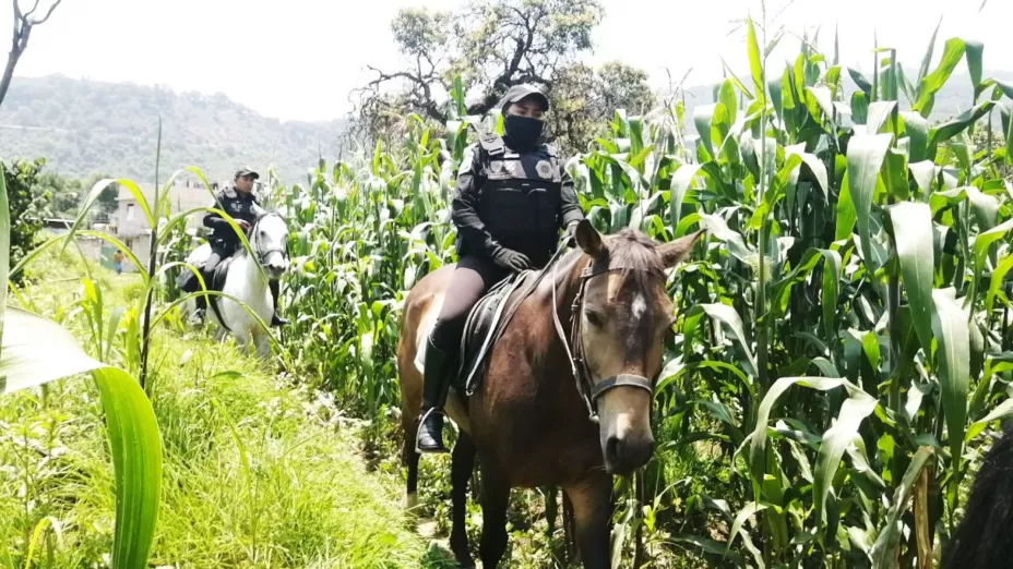 Policía montada Xochimilco.jpeg