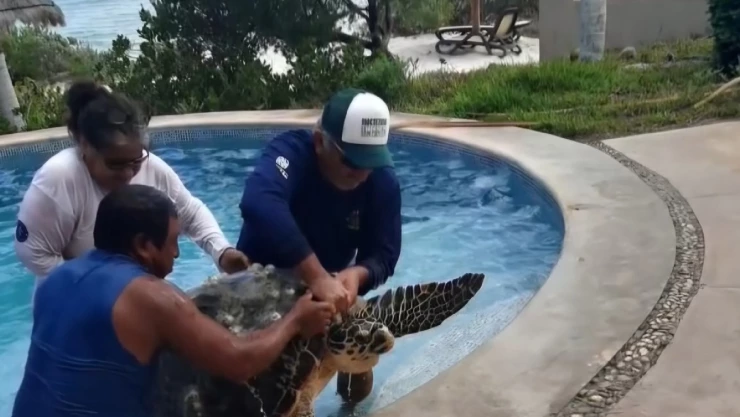 Tortuga encallada en Yucatán