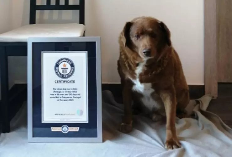 El perro más viejo del mundo