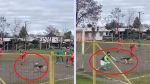 Un perro invadió una cancha del futbol amateur chileno al momento que un jugador cobraba un tiro libre y anotó un golazo cuando desvió el balón.