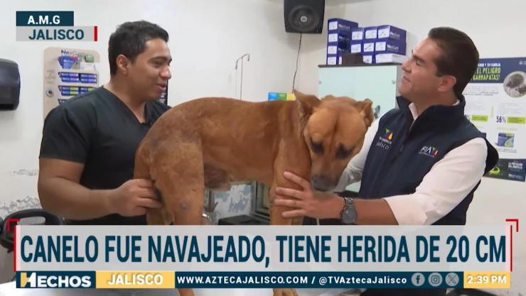 Otra víctima de crueldad animal en el AMG: “Canelo” fue gravemente herido con una navaja