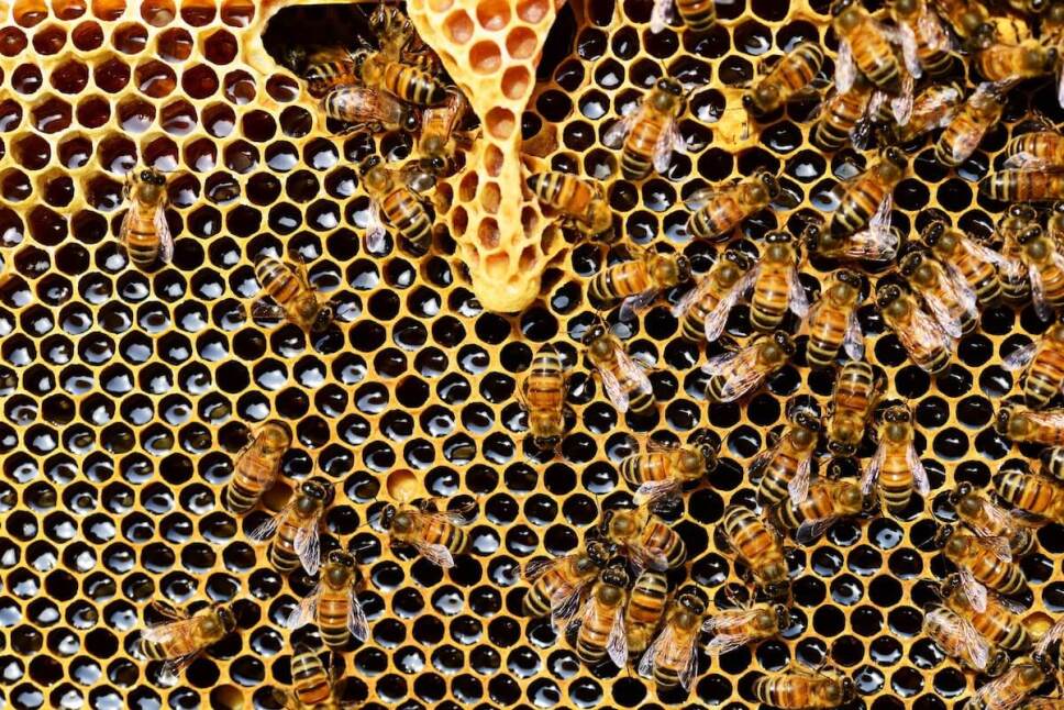 leche de almendras afecta a abejas
