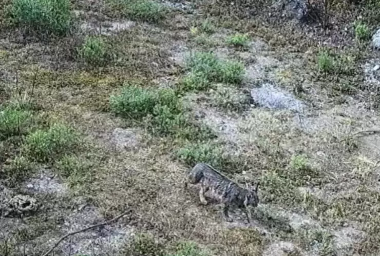 lince CDMX Desierto de los Leones