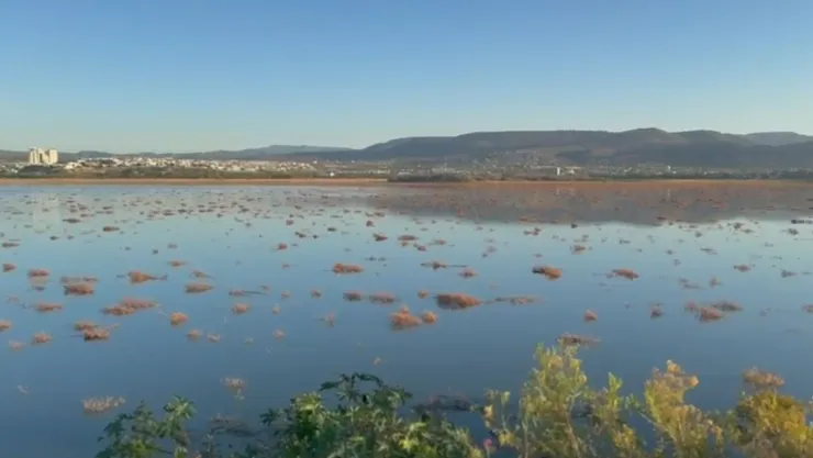 Presa del Palote