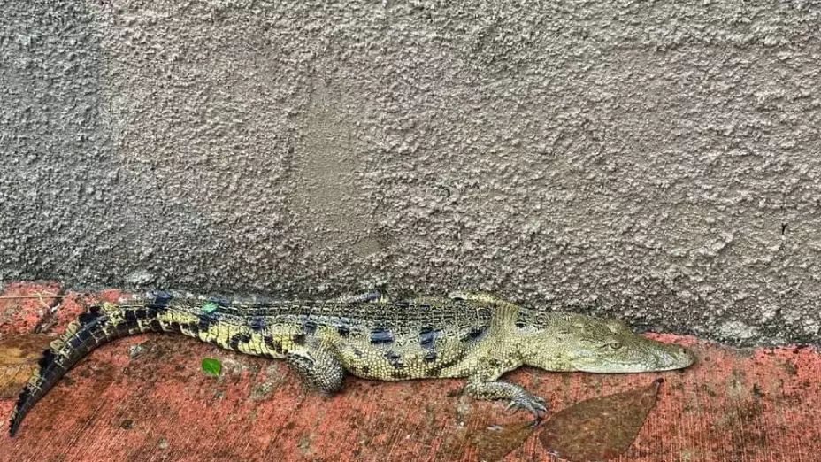 Aparece cocodrilo en calles de Tizimín, Yucatán