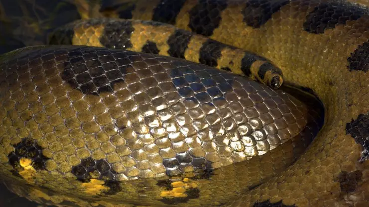 Anaconda