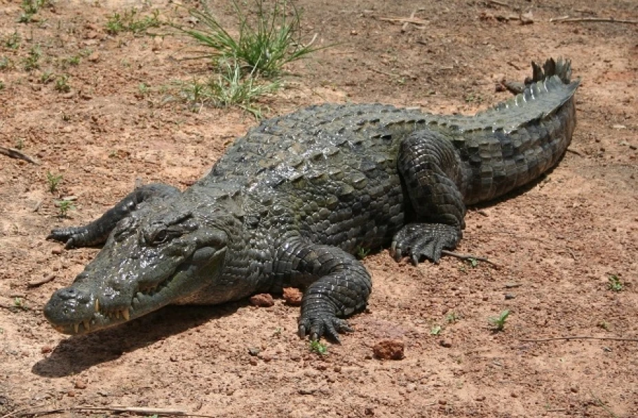 El cocodrilo devoró a la mujer en Uganda