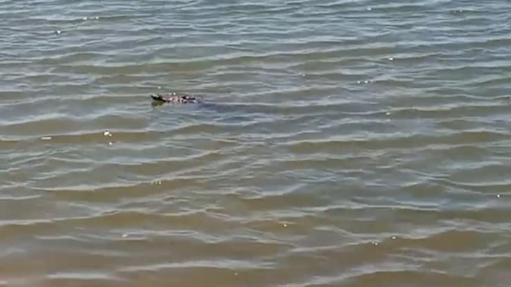 cocodrilo en mazatlán