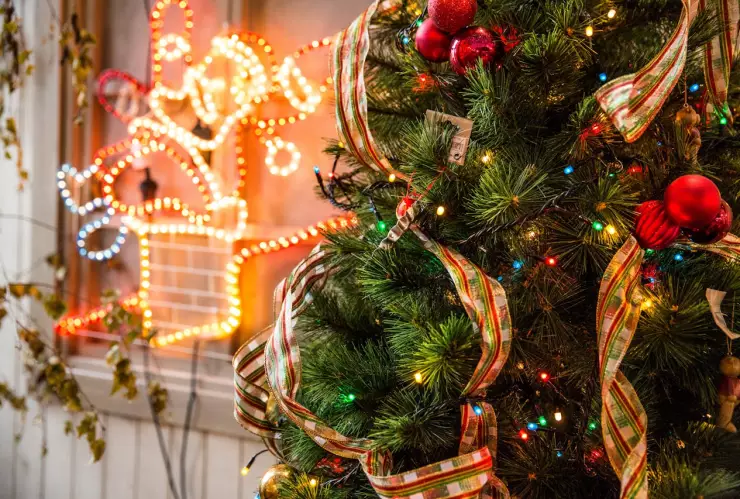 ¿Qué pino comprar en Jalisco para Navidad? La guía completa