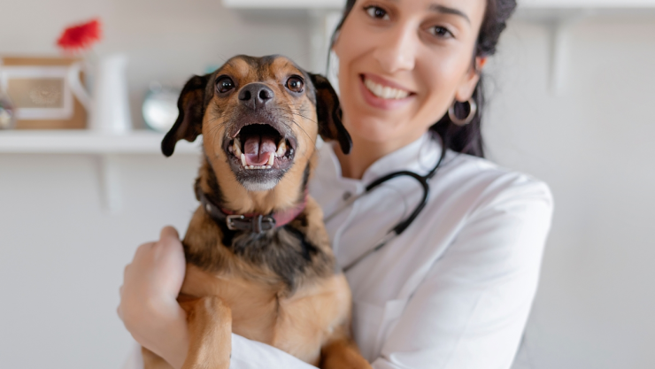 /mascotas/veterinarios-mejor-edad-para-castrar-perro