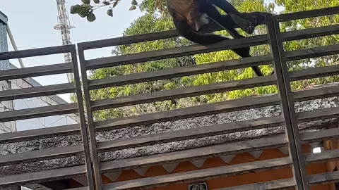 FOTO: La presencia de un mono araña causa furor en Mérida; esto sabemos