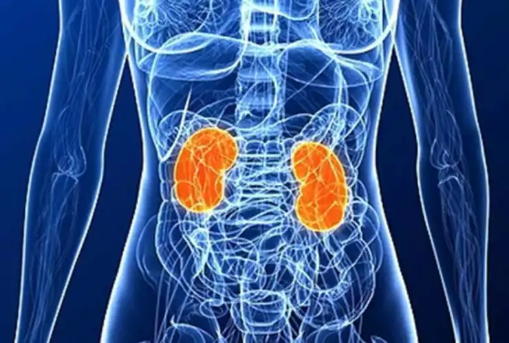 riñones.jpg