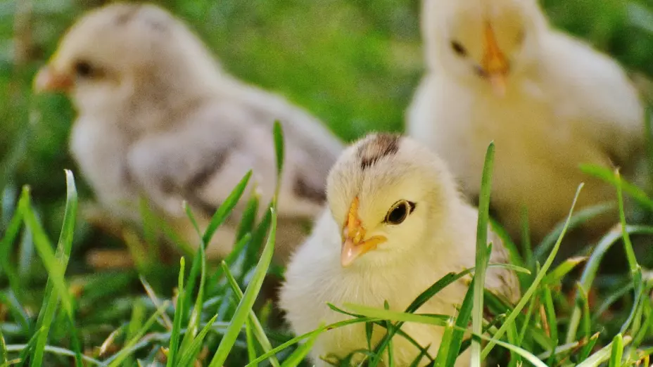 gripe aviar francia vacuna