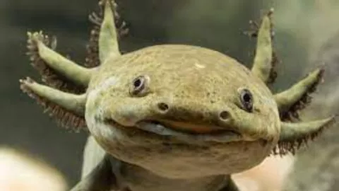 día del ajolote lugares donde ver