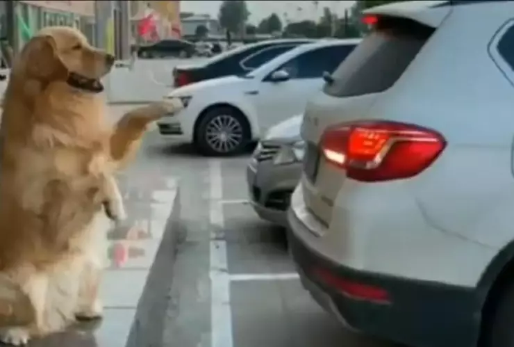 Perrito “viene, viene”