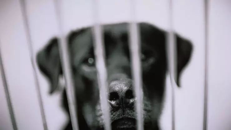 Menor es acusado de zoofilia al abusar de dos perritas en Atlixco