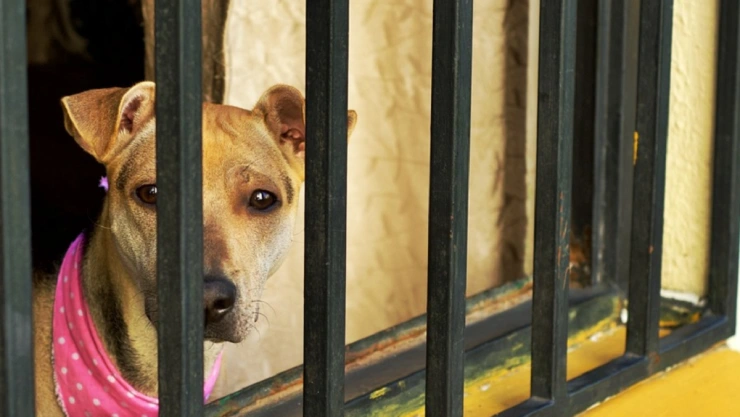 perros y gatos muertos veterinaria tacos